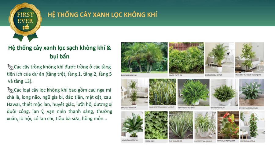 Hệ thống cây xanh lọc không khí và bụi bẩn tại khu căn hộ cao cấp Nhà Bè